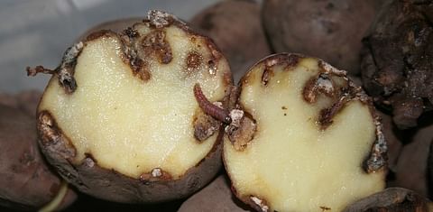 When pests graze certain potatoes, yields double