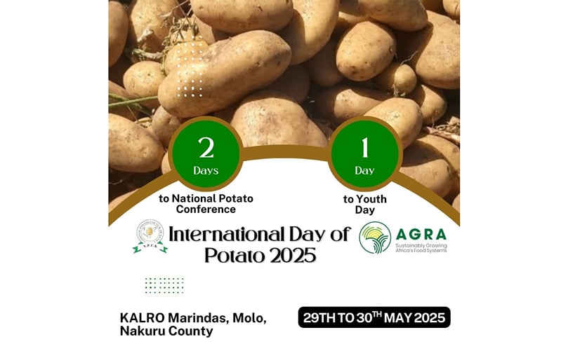 Potato farmers and youth delegates gather for Kenya’s National Potato Conference, laying the groundwork for the 2026 World Potato Congress. Potato farmers and youth delegates gather for Kenya’s National Potato Conference, laying the groundwork for the 2026 World Potato Congress.