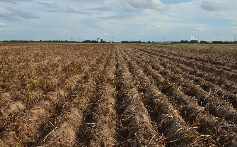 Desiccation before harvest in potato fields Desiccation before harvest in potato fields