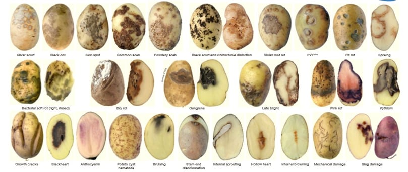 Potato diseases Potato diseases