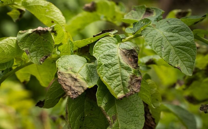 Late blight infection on potato leaves showing characteristic lesions