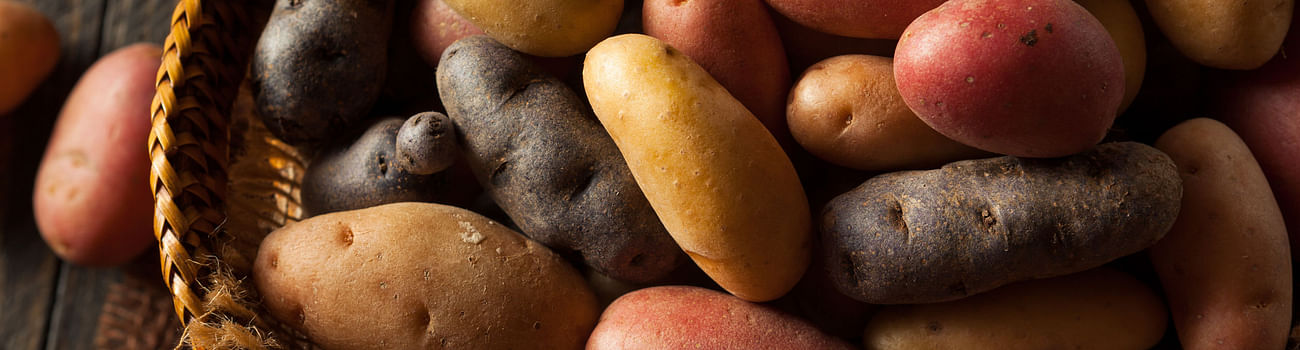 Potato Drought Tolerance