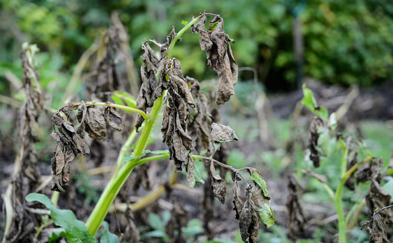 Potato Morphology Under Drought Conditions Potato Morphology Under Drought Conditions