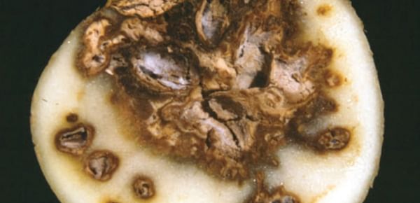 Researchers identified and characterized potato dry rot and potato wilt pathogens in Algeria