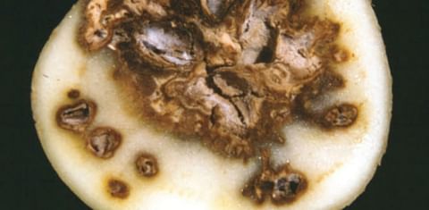 Researchers identified and characterized potato dry rot and potato wilt pathogens in Algeria