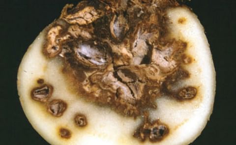 Fusarium dry rot (Courtesy: OMAFRA) Fusarium dry rot (Courtesy: OMAFRA)