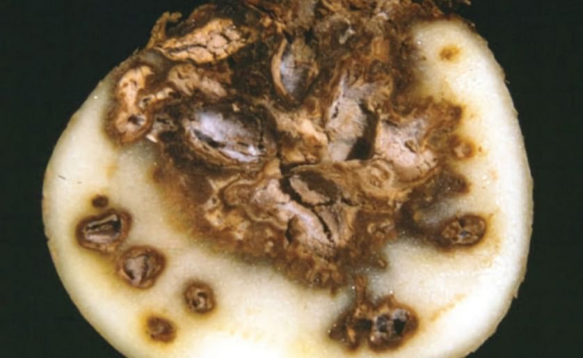 Fusarium dry rot (Courtesy: OMAFRA)