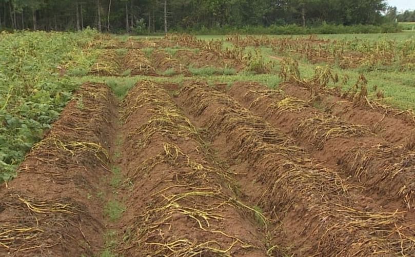 The Harrington, P.E.I., research station is one of eight sites in the national potato breeding program. (Courtesy: Ken Linton | CBC)