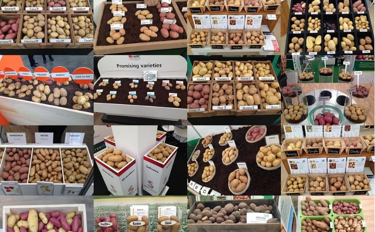 'Organic Potatoes Meeting Point' at PotatoEurope 2018 to showcase practical solutions for organic potato cultivation 'Organic Potatoes Meeting Point' at PotatoEurope 2018 to showcase practical solutions for organic potato cultivation