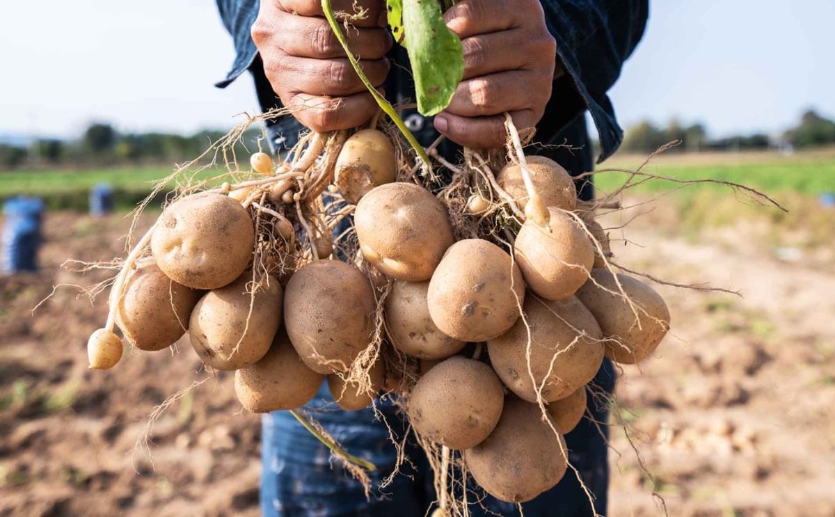 The potato is one of the world's most important food crops, but it is vulnerable to pests, disease and climate change. The potato is one of the world's most important food crops, but it is vulnerable to pests, disease and climate change.