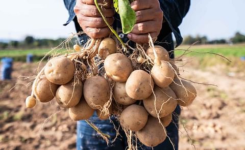 The potato is one of the world's most important food crops, but it is vulnerable to pests, disease and climate change. The potato is one of the world's most important food crops, but it is vulnerable to pests, disease and climate change.