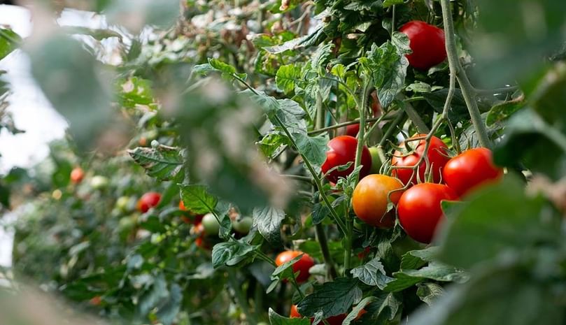 There has long been uncertainty about whether potatoes are more closely related to tomatoes or Etuberosum. It turns out they're both equally related. There has long been uncertainty about whether potatoes are more closely related to tomatoes or Etuberosum. It turns out they're both equally related.