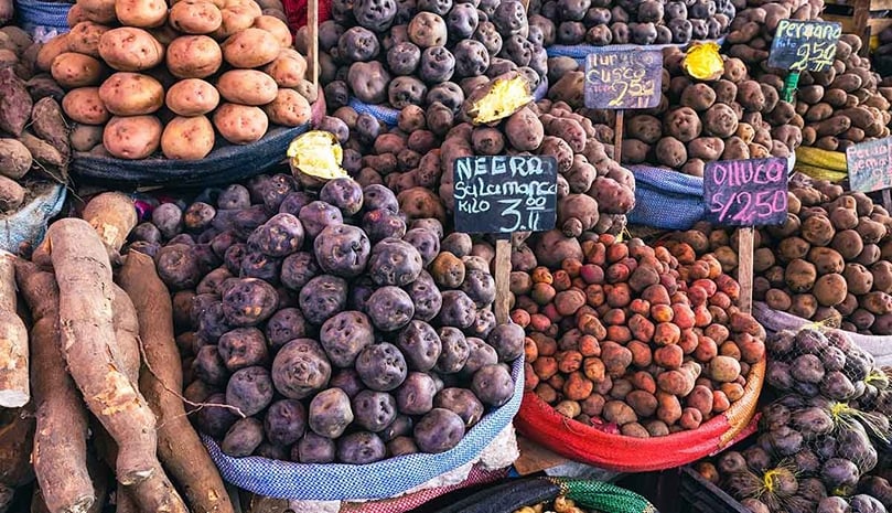 Domestic potatoes are incredibly diverse, but it takes a really long time to breed new varieties due to their unusual genetics. Domestic potatoes are incredibly diverse, but it takes a really long time to breed new varieties due to their unusual genetics.