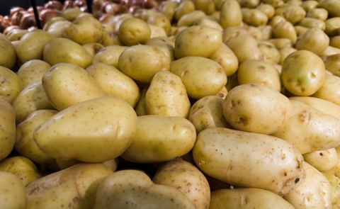 Potato Export Potato Export