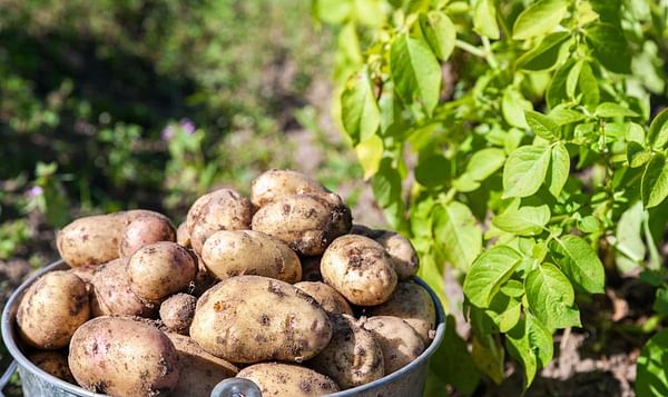 Pakistan is looking for markets for its record potato crop