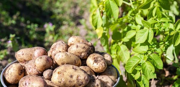 Potatoes continue as top import crop