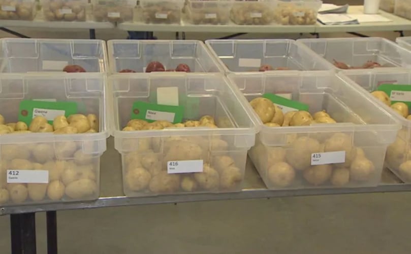 Trays of potatoes on display at Potato Variety Day at the Harrington Research Station. (Courtesy: Ken Linton | CBC) Trays of potatoes on display at Potato Variety Day at the Harrington Research Station. (Courtesy: Ken Linton | CBC)