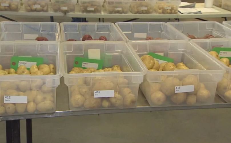 Trays of potatoes on display at Potato Variety Day at the Harrington Research Station. (Courtesy: Ken Linton | CBC)