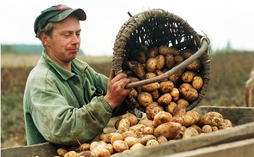 A farmer pours out potatoes, (Courtesy: Wikimedia Commons)