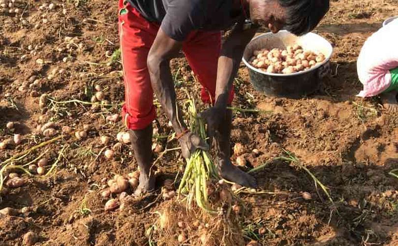 A farmer digs out potatoes in Ichak block. (Courtesy: Deepanwita Gita Niyogi.) A farmer digs out potatoes in Ichak block. (Courtesy: Deepanwita Gita Niyogi.)