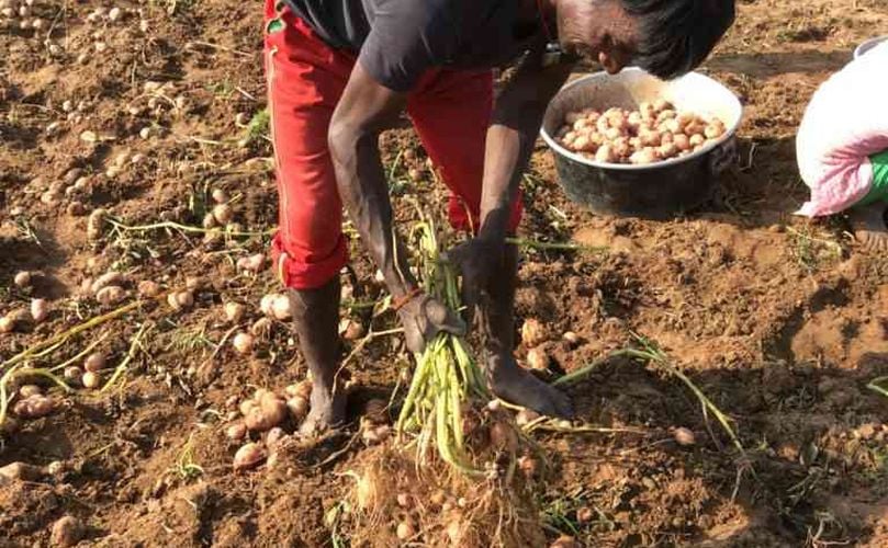 A farmer digs out potatoes in Ichak block. (Courtesy: Deepanwita Gita Niyogi.) A farmer digs out potatoes in Ichak block. (Courtesy: Deepanwita Gita Niyogi.)