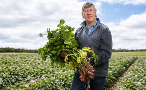 Summer rain boosts seed potato harvest in New South Wales after years of drought Summer rain boosts seed potato harvest in New South Wales after years of drought