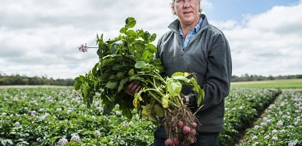 Potato farmer Matthew Gay in his seed potato crop near Crookwell. Courtesy: Rohan Thomson The Canberra Times