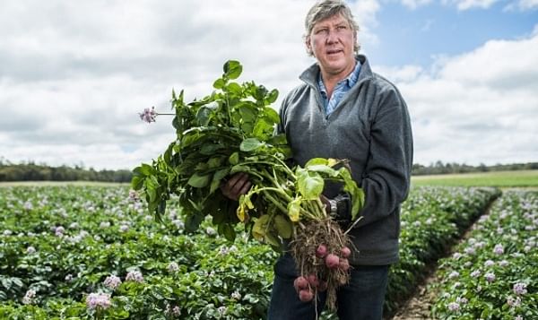 Potato farmer Matthew Gay in his seed potato crop near Crookwell. Courtesy: Rohan Thomson The Canberra Times
