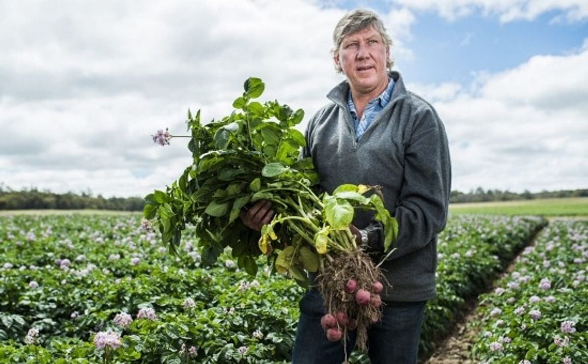 Summer rain boosts seed potato harvest in New South Wales after years of drought
