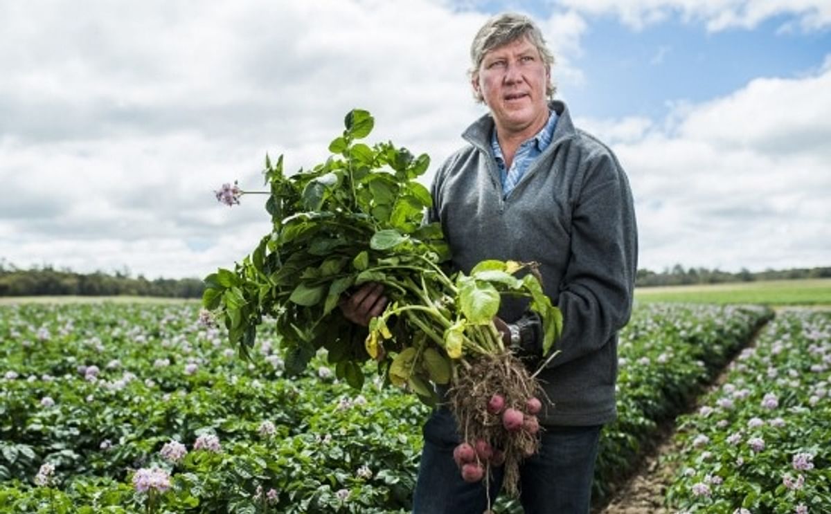 Potato farmer Matthew Gay in his seed potato crop near Crookwell. Courtesy: Rohan Thomson The Canberra Times Potato farmer Matthew Gay in his seed potato crop near Crookwell. Courtesy: Rohan Thomson The Canberra Times