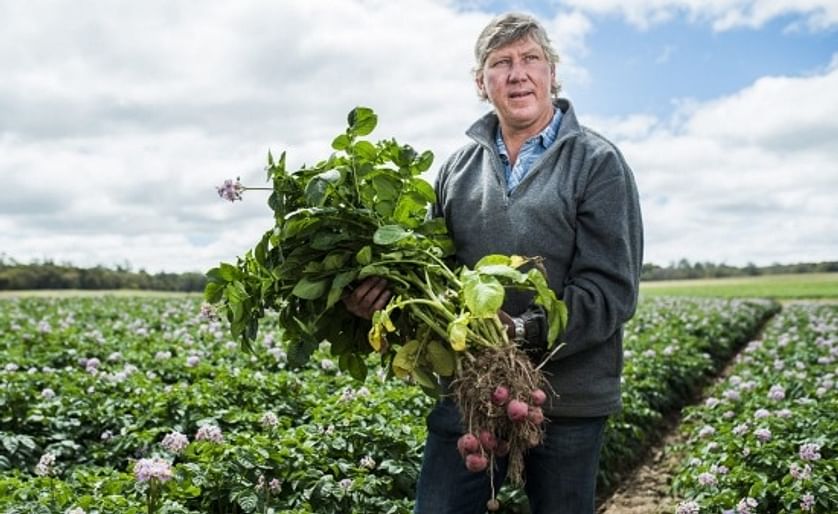 Summer rain boosts seed potato harvest in New South Wales after years of drought