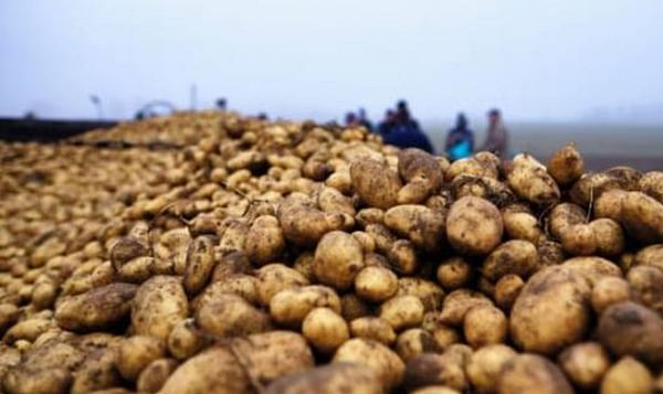 Romanian farmers propose National Strategic Potato Plan to save the sector