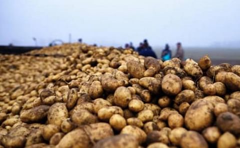 Romanian Farmers propose to authorities implementation of a National Strategic Potato Plan to save sector.