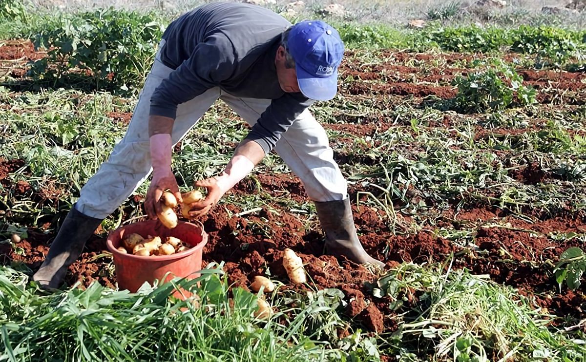 Potato farmers from Cyprus will take action if government does not support them