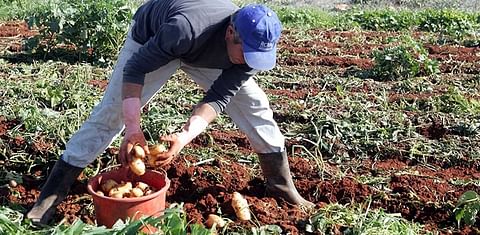 Potato farmers from Cyprus will take action if government does not support them