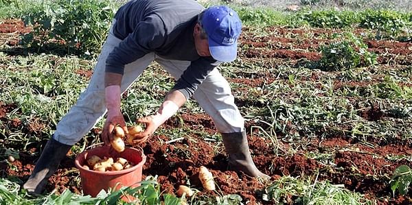 Potato farmers from Cyprus will take action if government does not support them