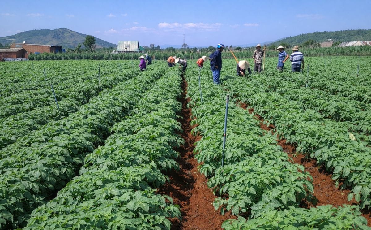Pepsico signs MOU to Introduce Sustainable Contract Farming Model in Vietnam Pepsico signs MOU to Introduce Sustainable Contract Farming Model in Vietnam