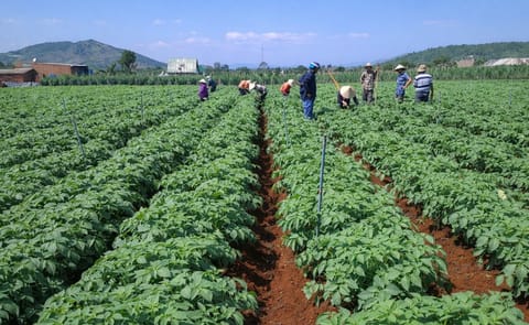 Pepsico signs MOU to Introduce Sustainable Contract Farming Model in Vietnam Pepsico signs MOU to Introduce Sustainable Contract Farming Model in Vietnam