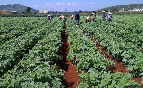 Pepsico signs MOU to Introduce Sustainable Contract Farming Model in Vietnam Pepsico signs MOU to Introduce Sustainable Contract Farming Model in Vietnam