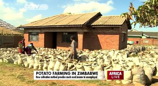 Related video: growing potatoes in sacks in Zimbabwe
