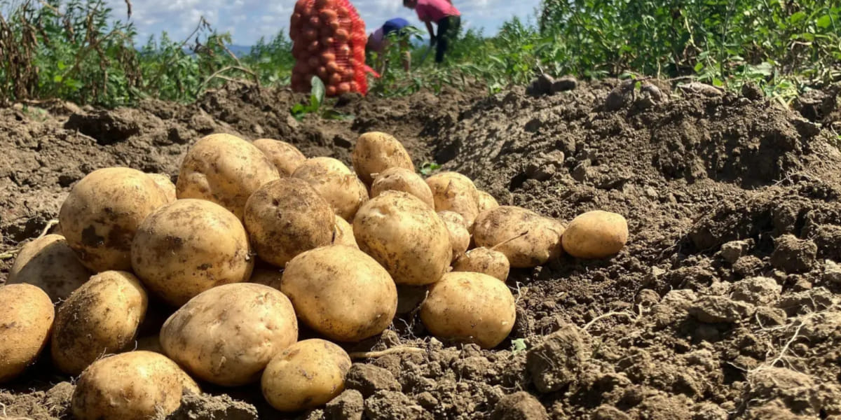 potato Cultivation