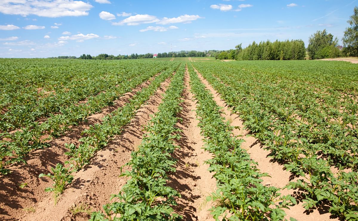 Researchers Discover Key to Carbon Storage in Organic Farming: Will Help Us Move Forward Researchers Discover Key to Carbon Storage in Organic Farming: Will Help Us Move Forward