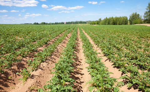 Potato Field Potato Field