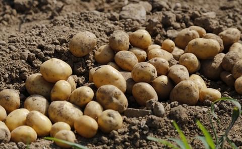 Freshly harvested seed potatoes – Cuba has officially registered the U.S. variety Golden Globe, marking a major step toward expanded exports and stronger yields in Latin America. Freshly harvested seed potatoes – Cuba has officially registered the U.S. variety Golden Globe, marking a major step toward expanded exports and stronger yields in Latin America.
