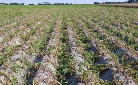 Potato yield, not the area determines the final potato production. This statement was proven true with harvest 2018, as extreme heat and drought negatively impacted yields in many areas in North-western Europe (Courtesy: Arjen de Vos) Potato yield, not the area determines the final potato production. This statement was proven true with harvest 2018, as extreme heat and drought negatively impacted yields in many areas in North-western Europe (Courtesy: Arjen de Vos)