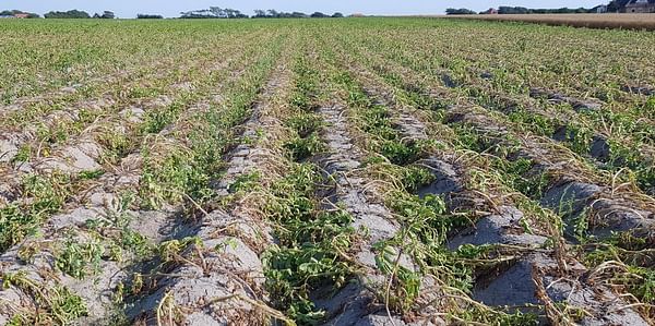 Continuing drought and extreme heat a disaster for the potato harvest and processors 