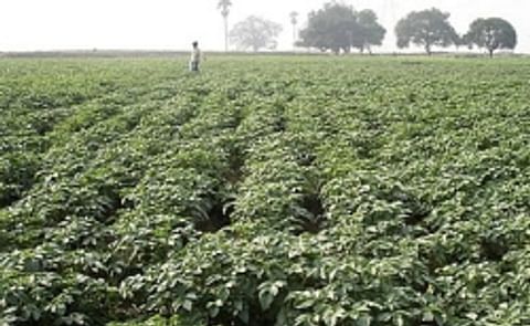 Indian government empowers States to deal with high Potato Prices Indian government empowers States to deal with high Potato Prices