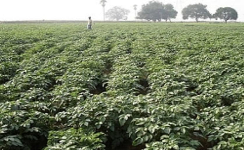 Indian government empowers States to deal with high Potato Prices
