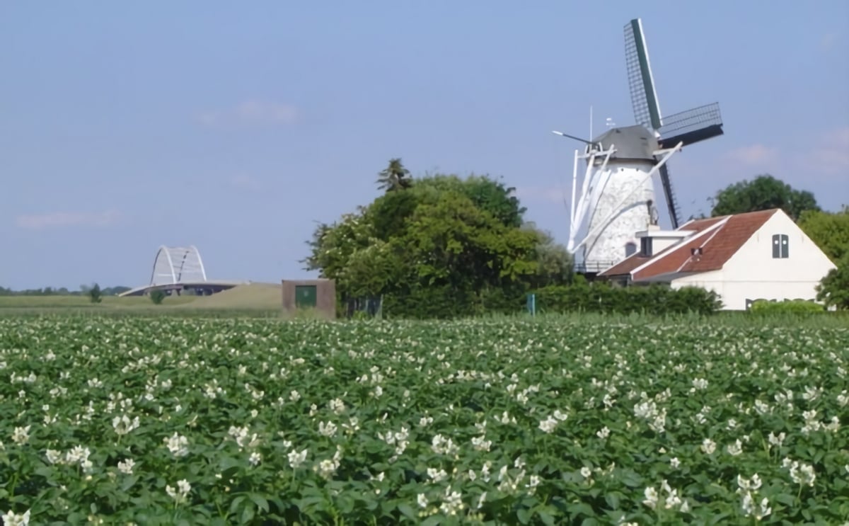Potato field in bloom in the Netherland, with windmill in the background Potato field in bloom in the Netherland, with windmill in the background