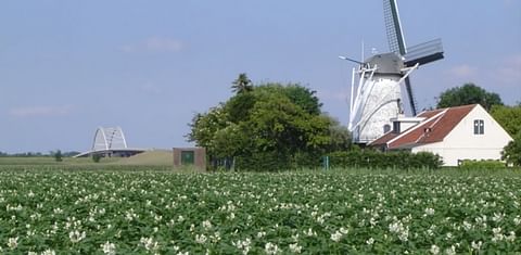 Potato field in bloom in the Netherland, with windmill in the background